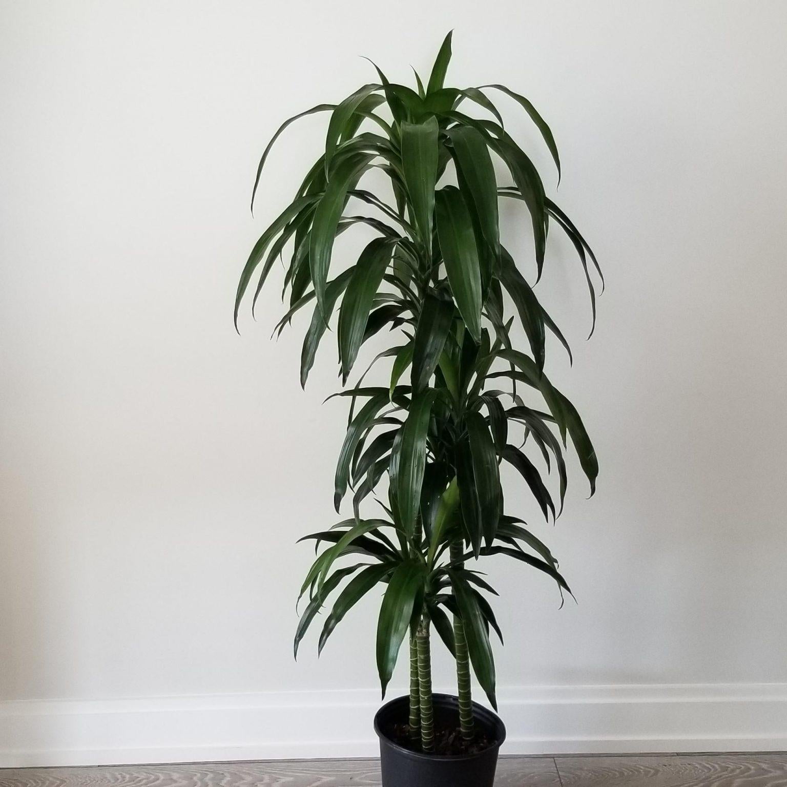 Dracaena Elegance Cane - View 1 from www redcrocus com