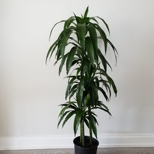 Dracaena Elegance Cane - View 1 from www redcrocus com