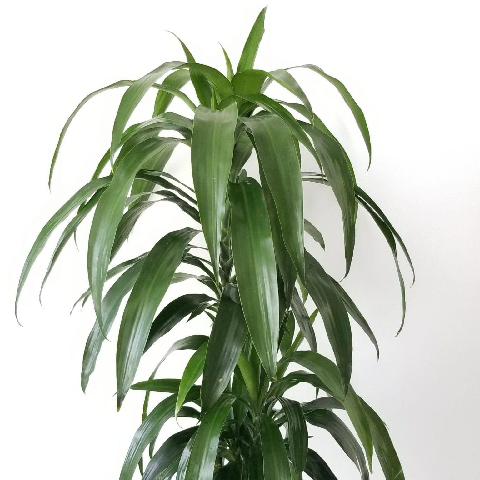 Dracaena Elegance Cane - View 2 from www redcrocus com