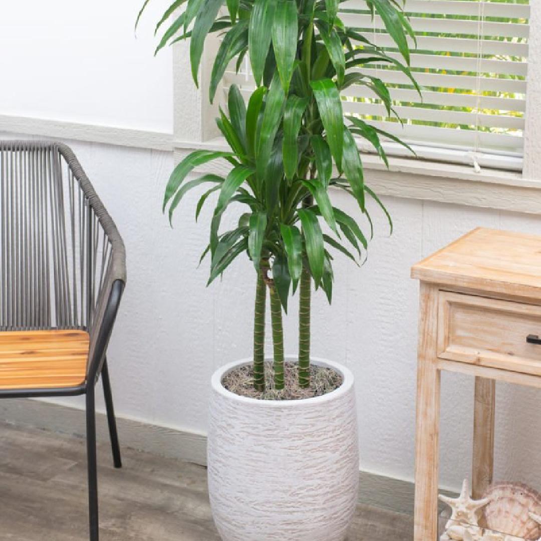 Dracaena Elegance Cane - View 4 from www redcrocus com