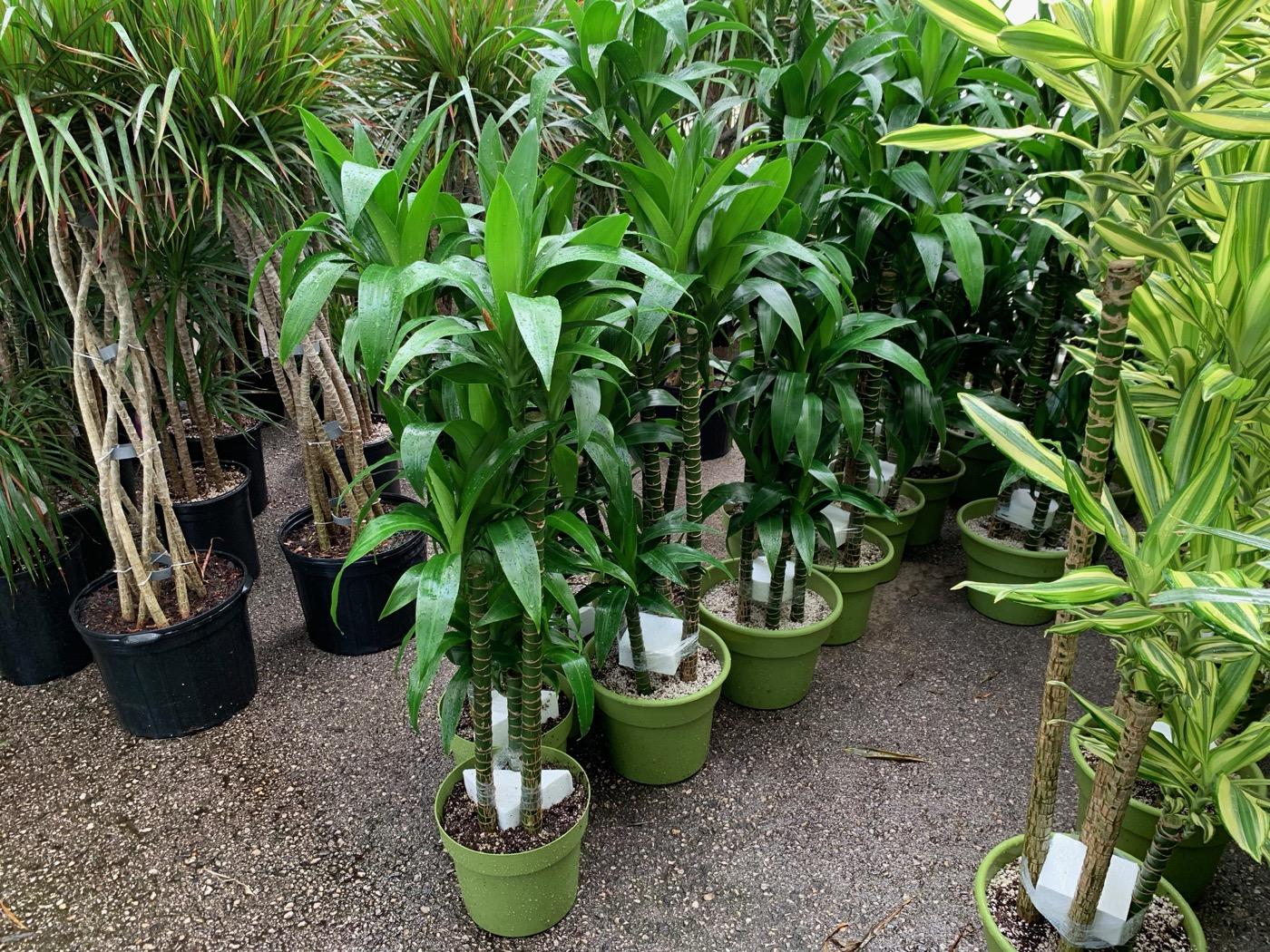 Dracaena Elegance Cane - View 5 from www redcrocus com