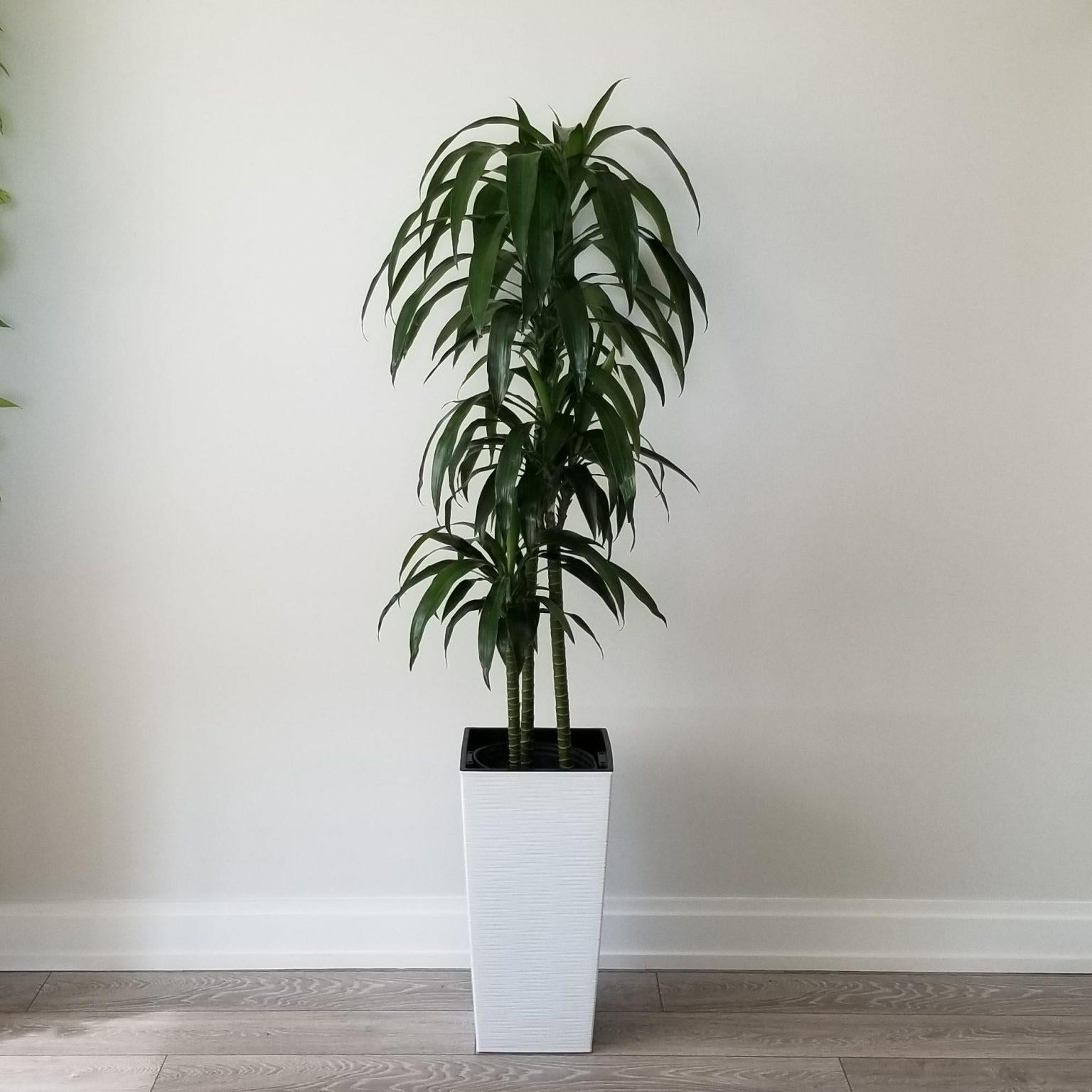 Dracaena Elegance Cane - View 6 from www redcrocus com