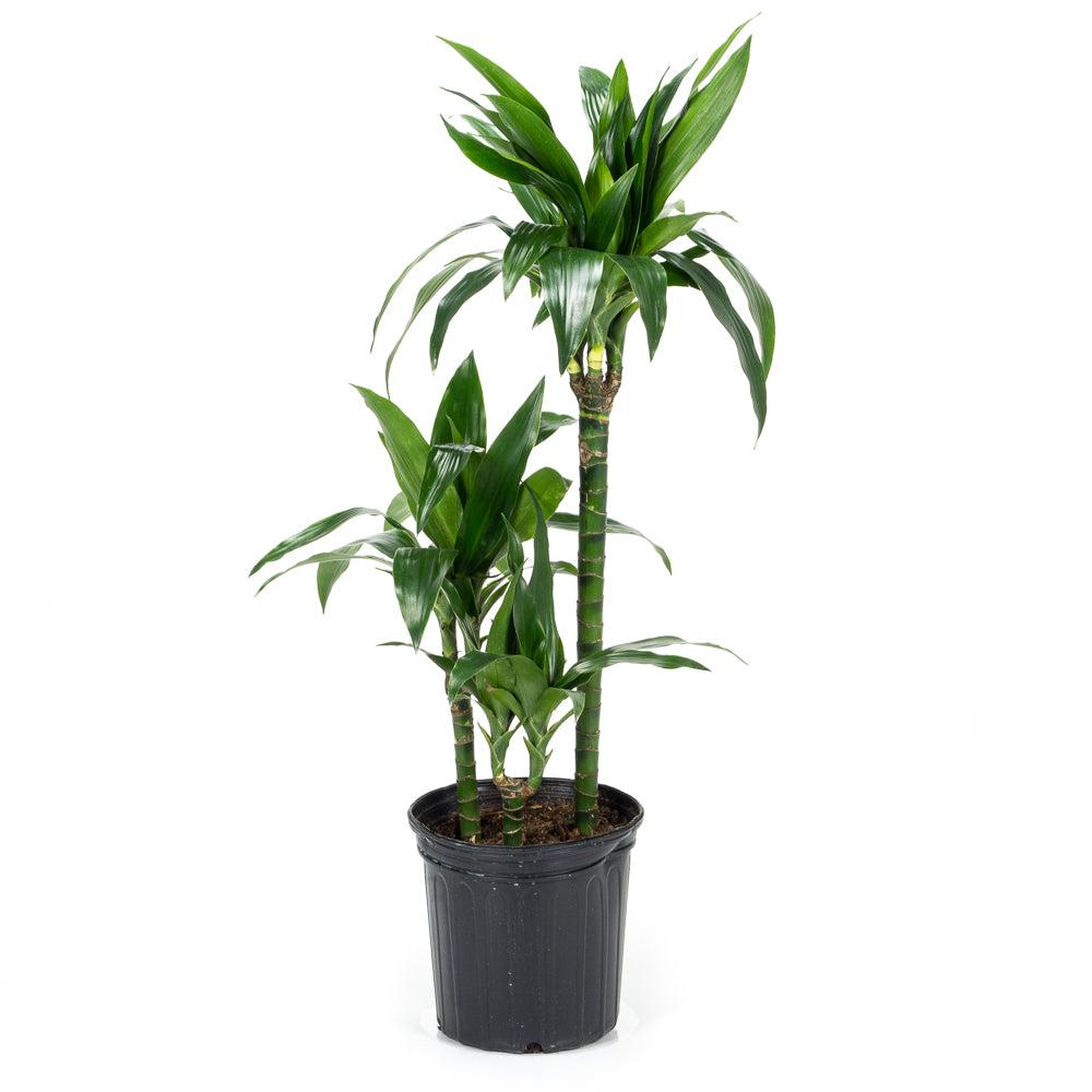 Dracaena Elegance Cane - View 7 from www redcrocus com