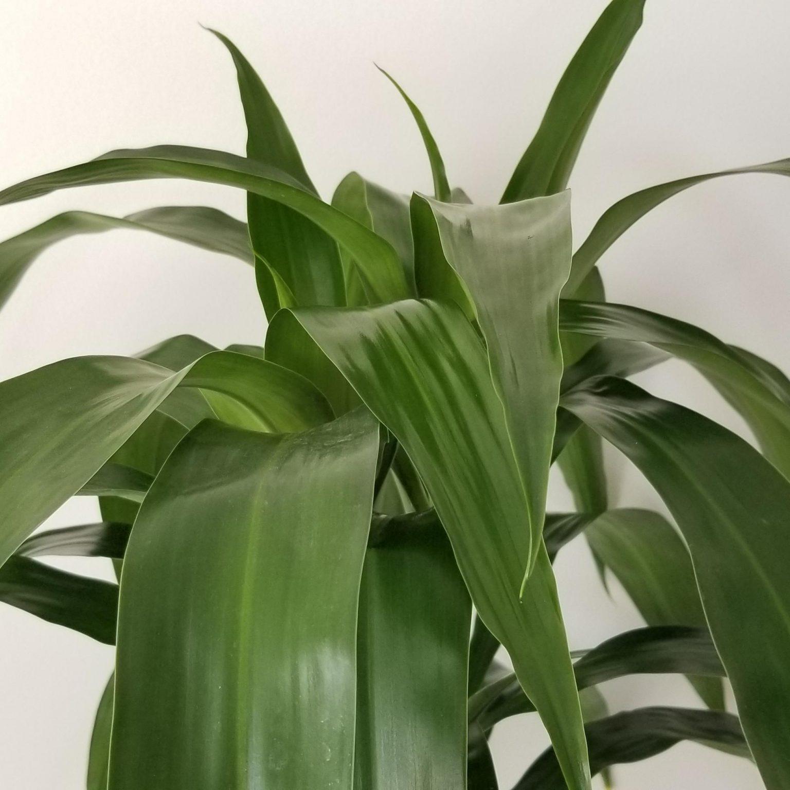 Dracaena Elegance Cane - View 8 from www redcrocus com