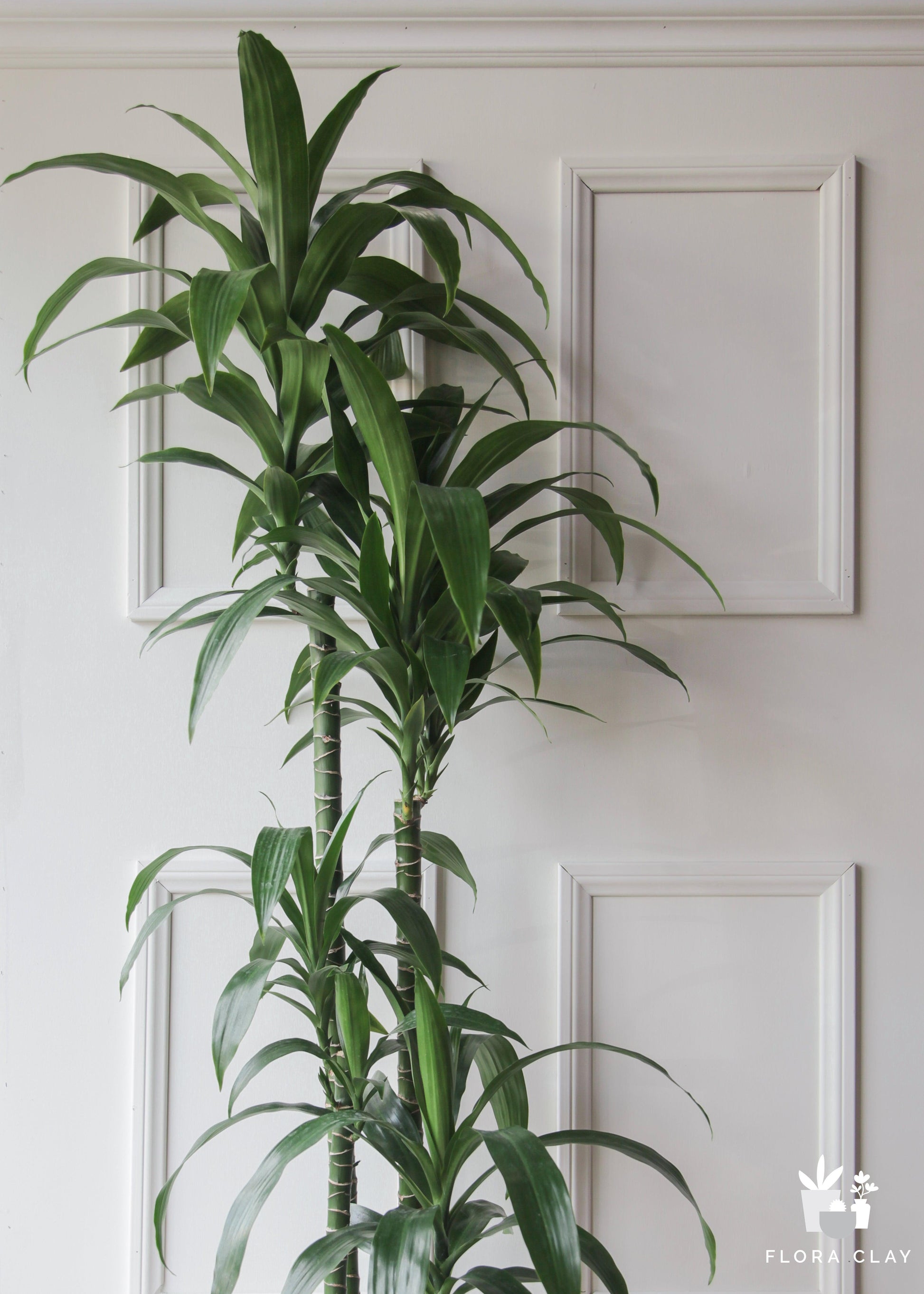 Dracaena Elegance Cane - View 9 from www redcrocus com