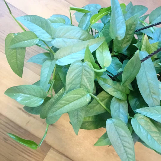 Pothos Epipremnum Cebu Blue - View 11 from www redcrocus com