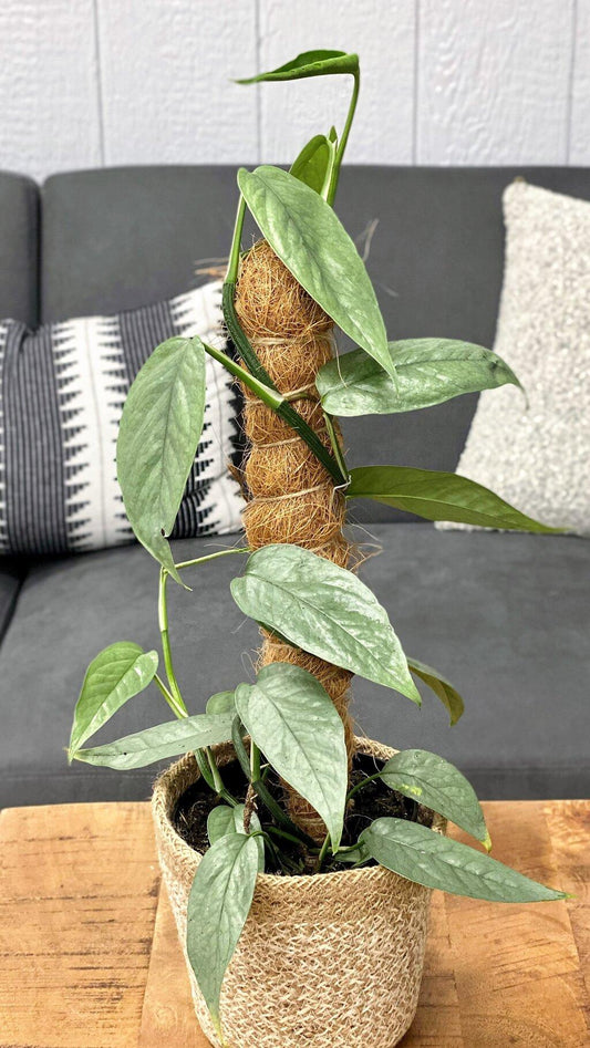 Pothos Epipremnum Cebu Blue - View 12 from www redcrocus com