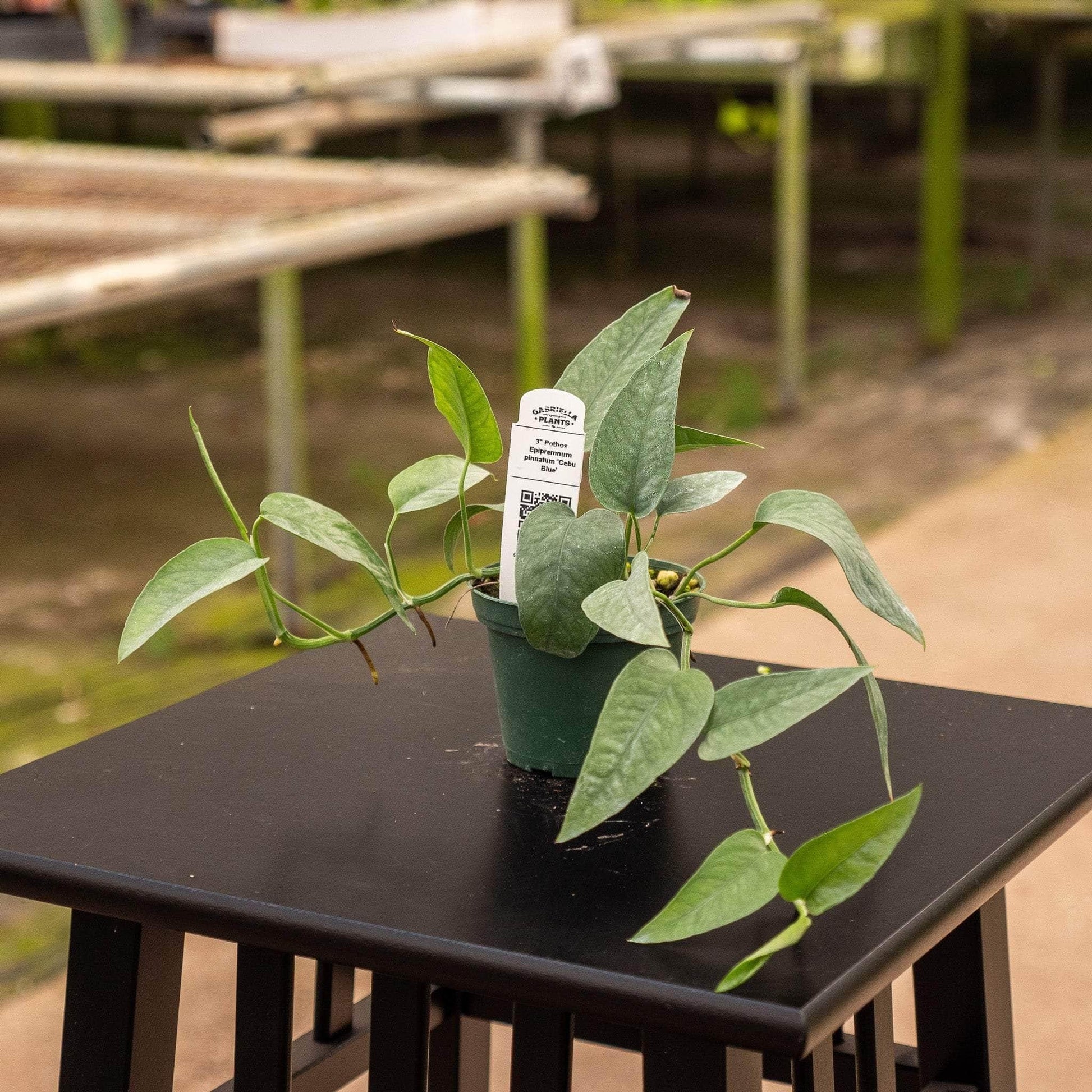 Pothos Epipremnum Cebu Blue - View 17 from www redcrocus com