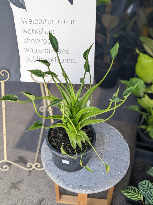 Alocasia Tiny Dancer - View 10 from www redcrocus com