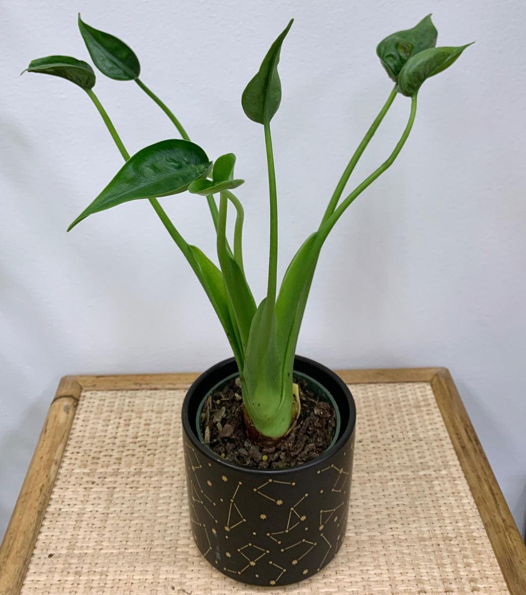 Alocasia Tiny Dancer - View 16 from www redcrocus com