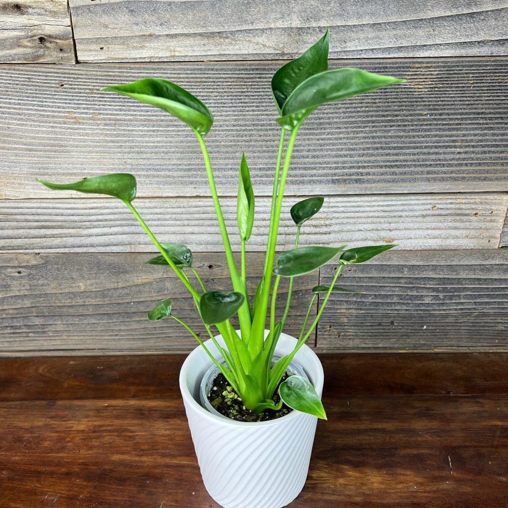 Alocasia Tiny Dancer - View 1 from www redcrocus com