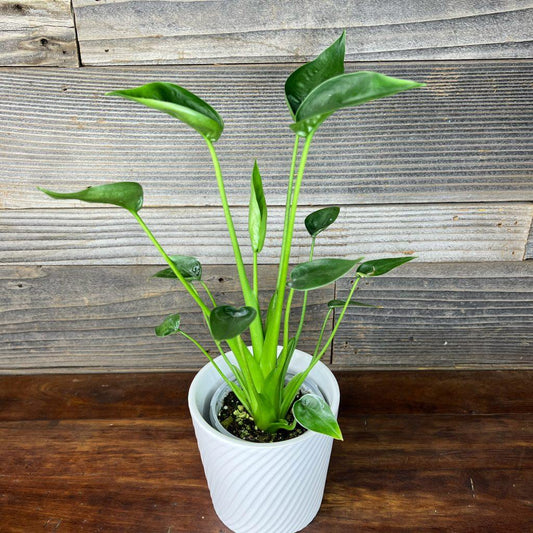 Alocasia Tiny Dancer - View 1 from www redcrocus com