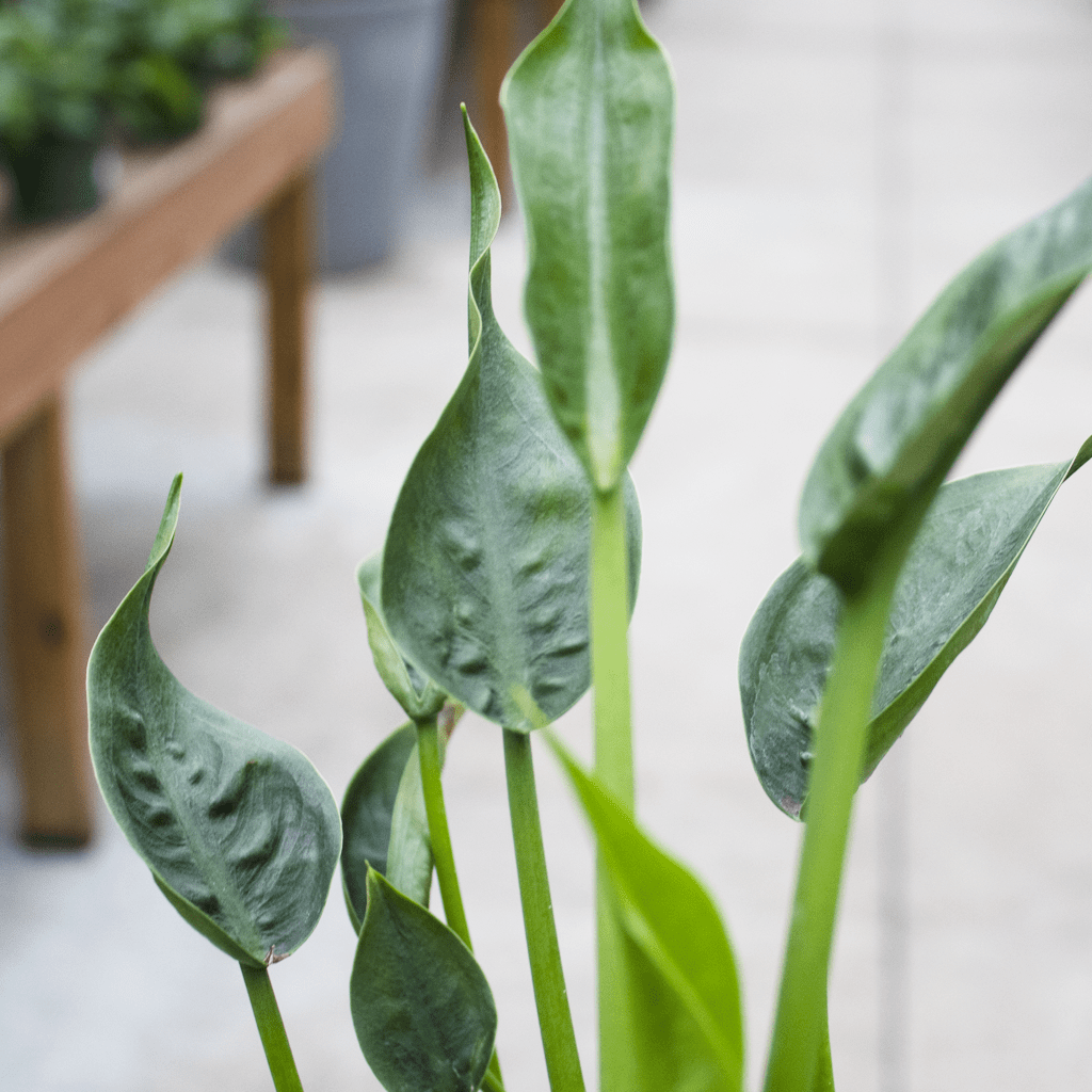 Alocasia Tiny Dancer - View 4 from www redcrocus com