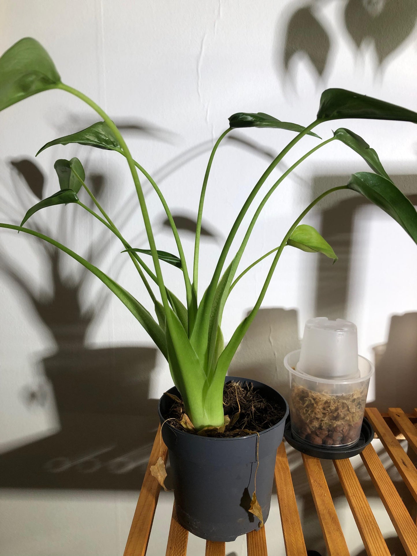 Alocasia Tiny Dancer - View 6 from www redcrocus com