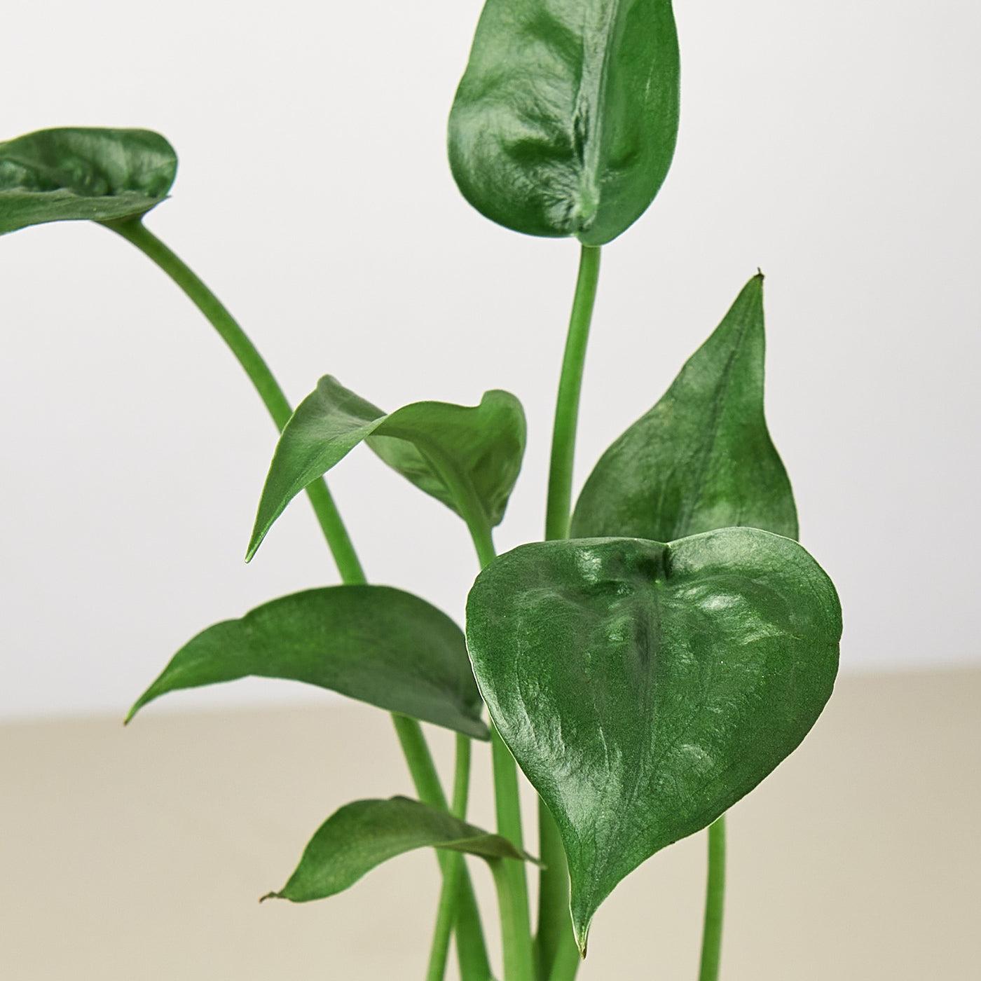 Alocasia Tiny Dancer - View 8 from www redcrocus com