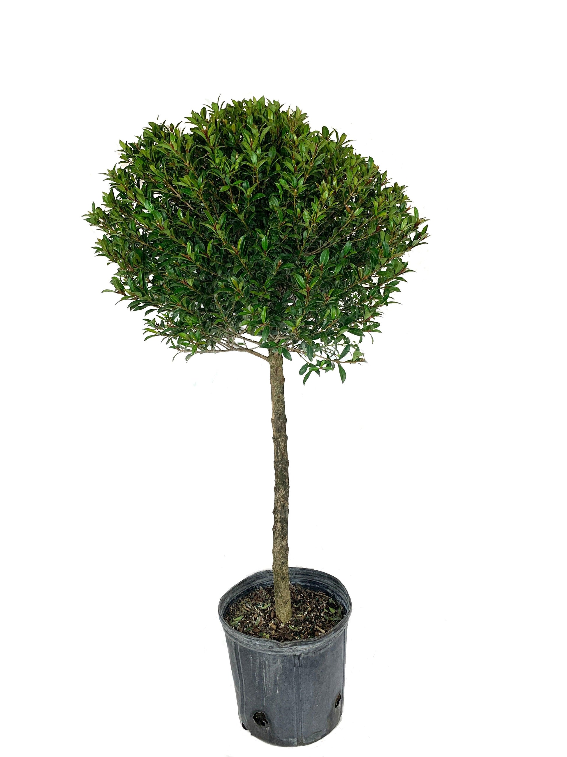 Eugenia Myrtifolia Globulus 1 Ball Standard - View 10 from www redcrocus com