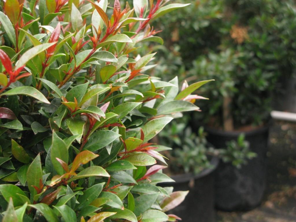 Eugenia Myrtifolia Globulus 1 Ball Standard - View 12 from www redcrocus com