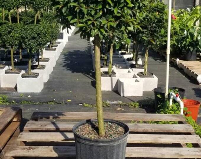 Eugenia Myrtifolia Globulus 1 Ball Standard - View 16 from www redcrocus com