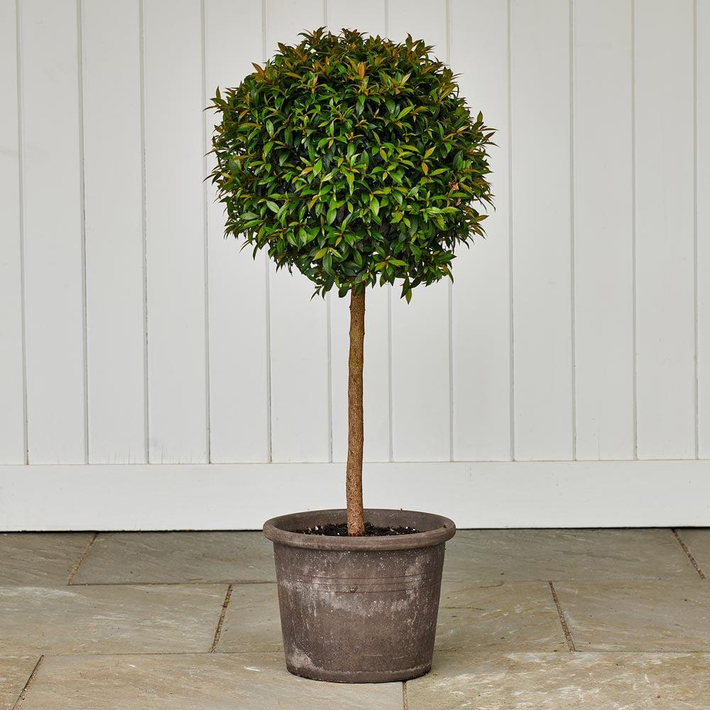 Eugenia Myrtifolia Globulus 1 Ball Standard - View 4 from www redcrocus com