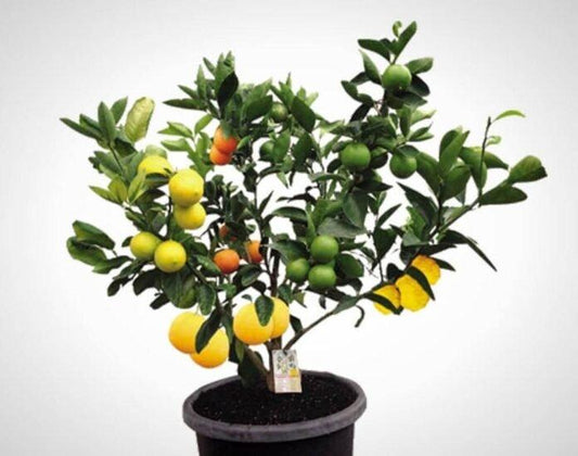 Citrus Cocktail Tree Assorted - View 12 from www redcrocus com