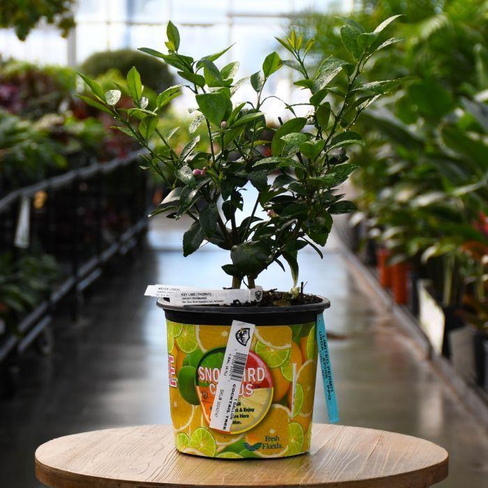 Citrus Cocktail Tree Assorted - View 13 from www redcrocus com