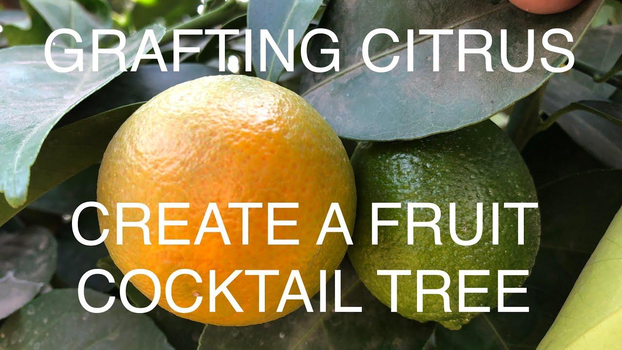 Citrus Cocktail Tree Assorted - View 14 from www redcrocus com