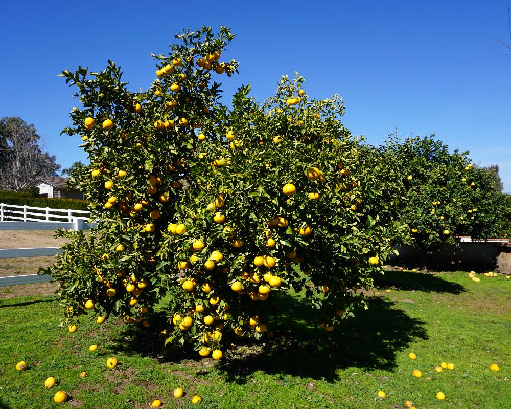 Citrus Cocktail Tree Assorted - View 15 from www redcrocus com