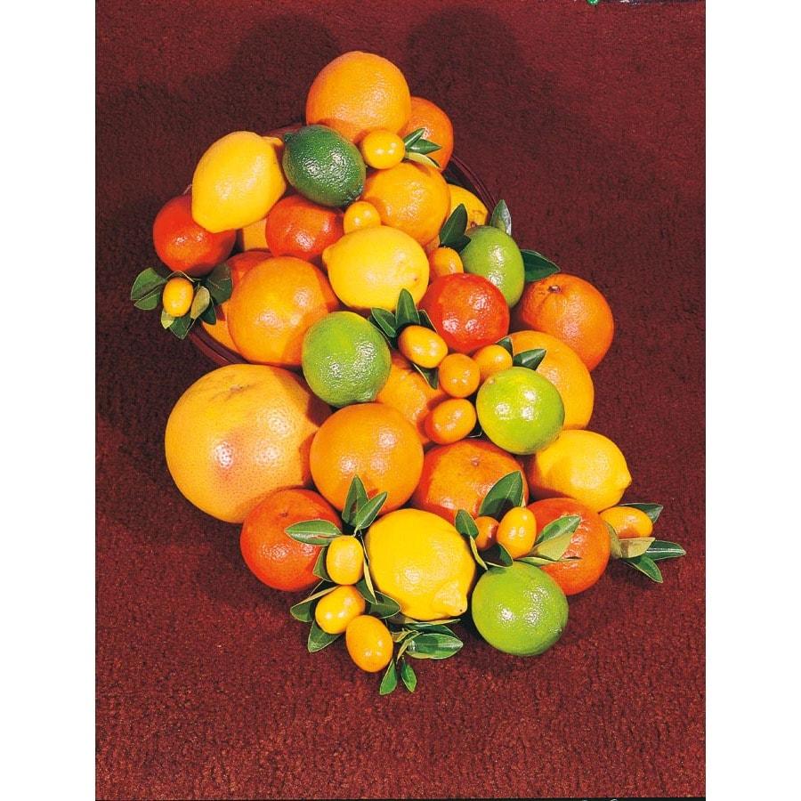 Citrus Cocktail Tree Assorted - View 1 from www redcrocus com