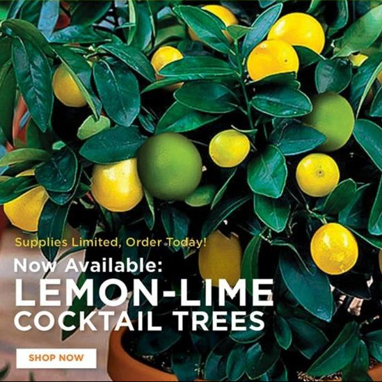 Citrus Cocktail Tree Assorted - View 5 from www redcrocus com