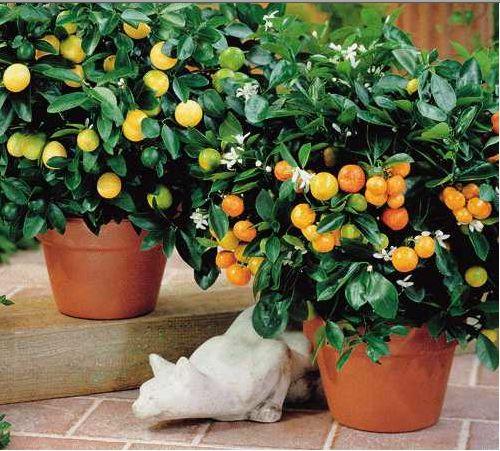 Citrus Cocktail Tree Assorted - View 6 from www redcrocus com