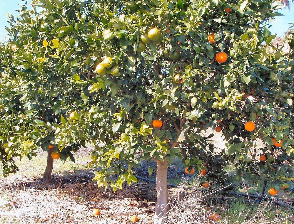Citrus Cocktail Tree Assorted - View 8 from www redcrocus com