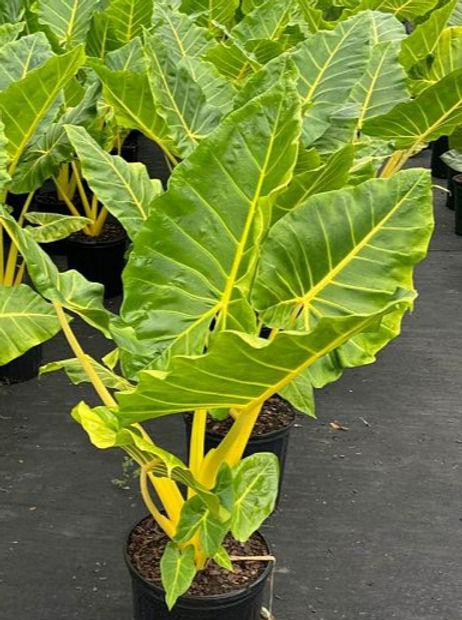 Alocasia Macrorrhiza 'lutea' - View 11 from www redcrocus com