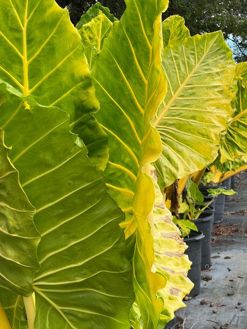 Alocasia Macrorrhiza 'lutea' - View 13 from www redcrocus com