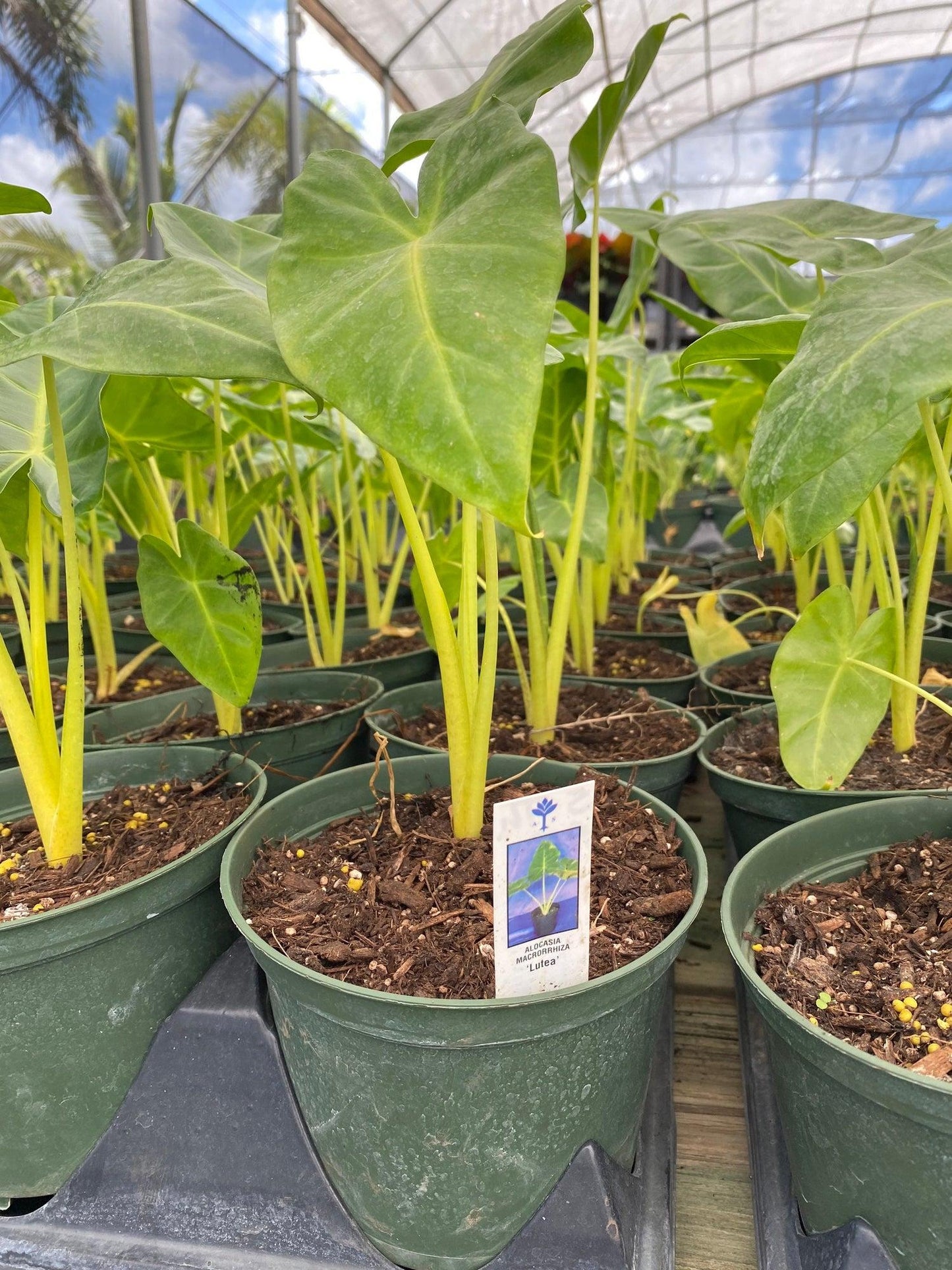 Alocasia Macrorrhiza 'lutea' - View 14 from www redcrocus com