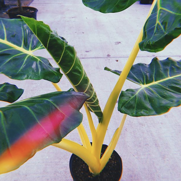 Alocasia Macrorrhiza 'lutea' - View 16 from www redcrocus com