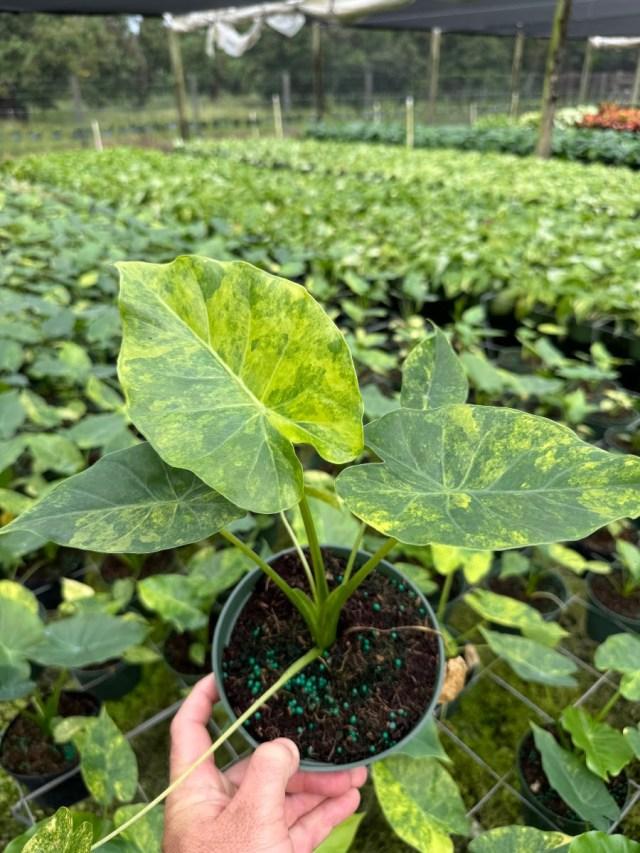 Alocasia Macrorrhiza 'lutea' - View 18 from www redcrocus com