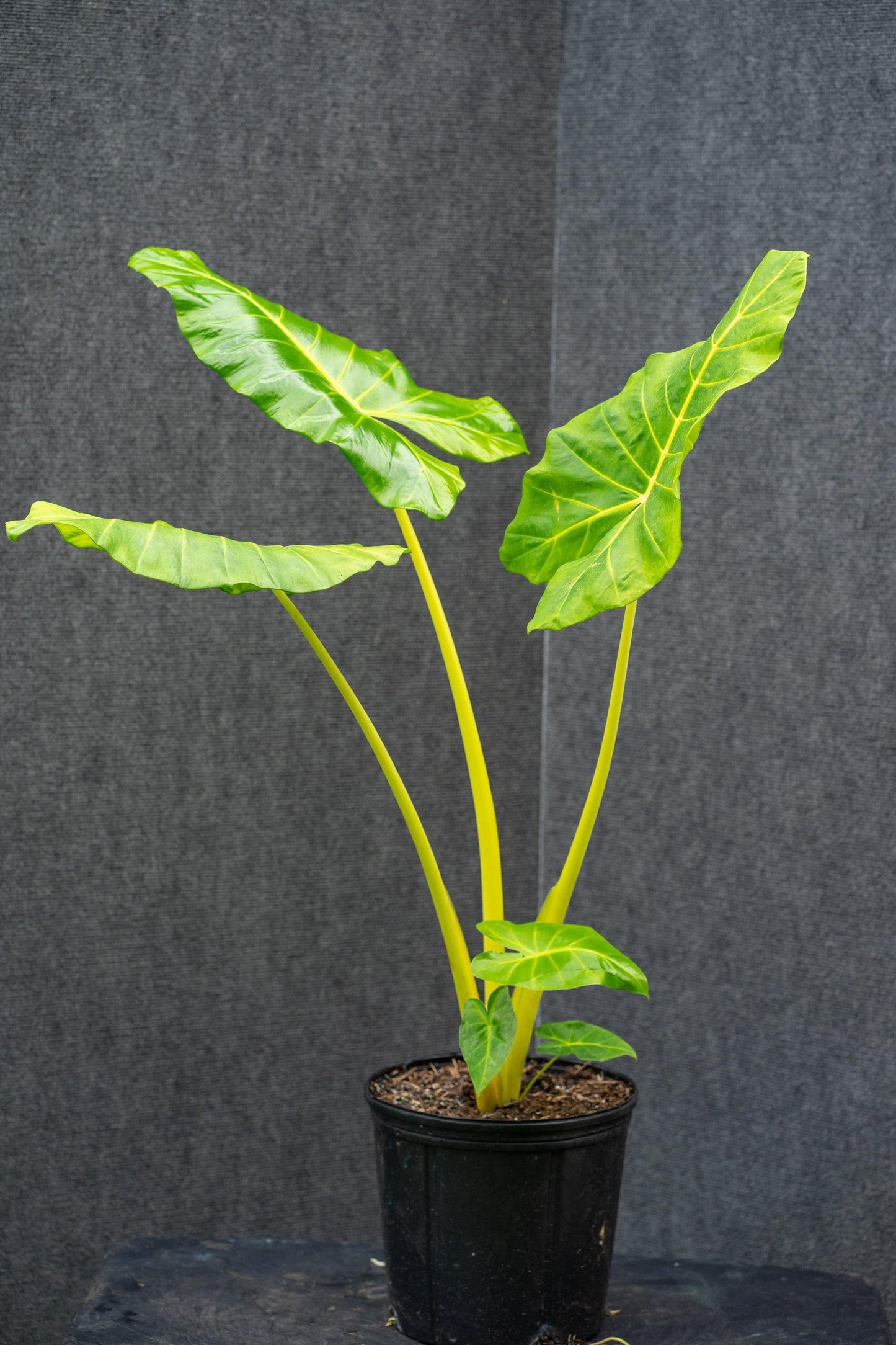Alocasia Macrorrhiza 'lutea' - View 3 from www redcrocus com