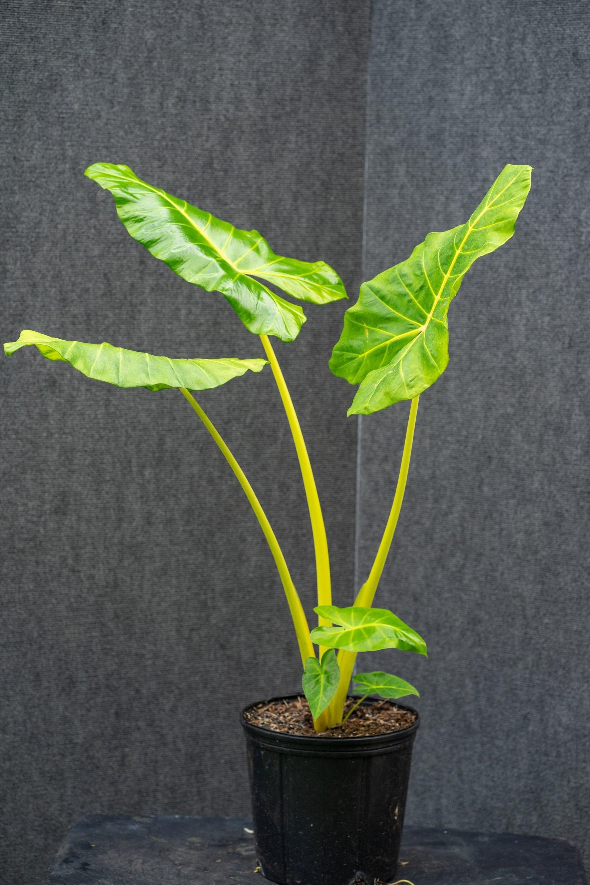 Alocasia Macrorrhiza 'lutea' - View 3 from www redcrocus com