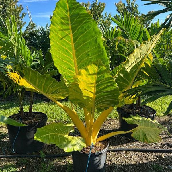 Alocasia Macrorrhiza 'lutea' - View 4 from www redcrocus com