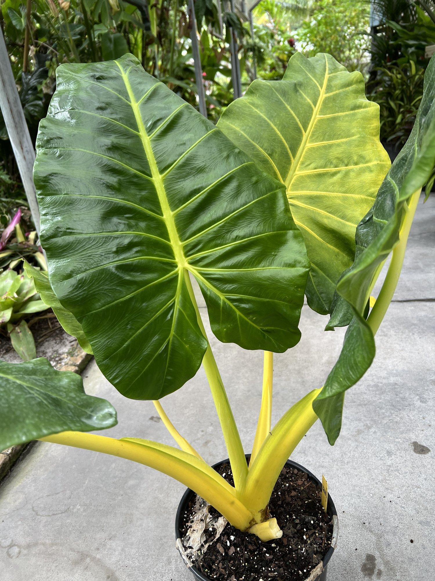 Alocasia Macrorrhiza 'lutea' - View 6 from www redcrocus com
