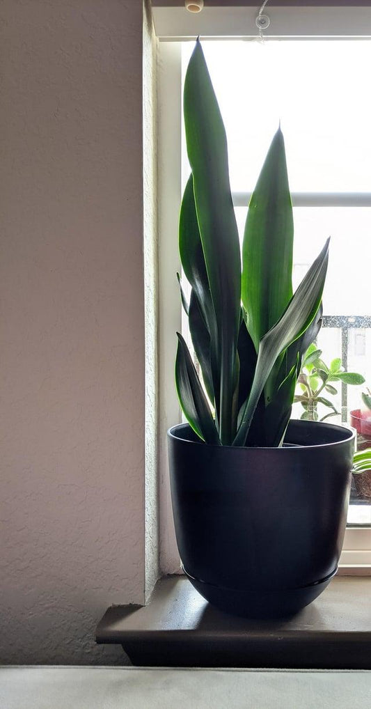 Sansevieria 'black Dragon' - View 10 from www redcrocus com