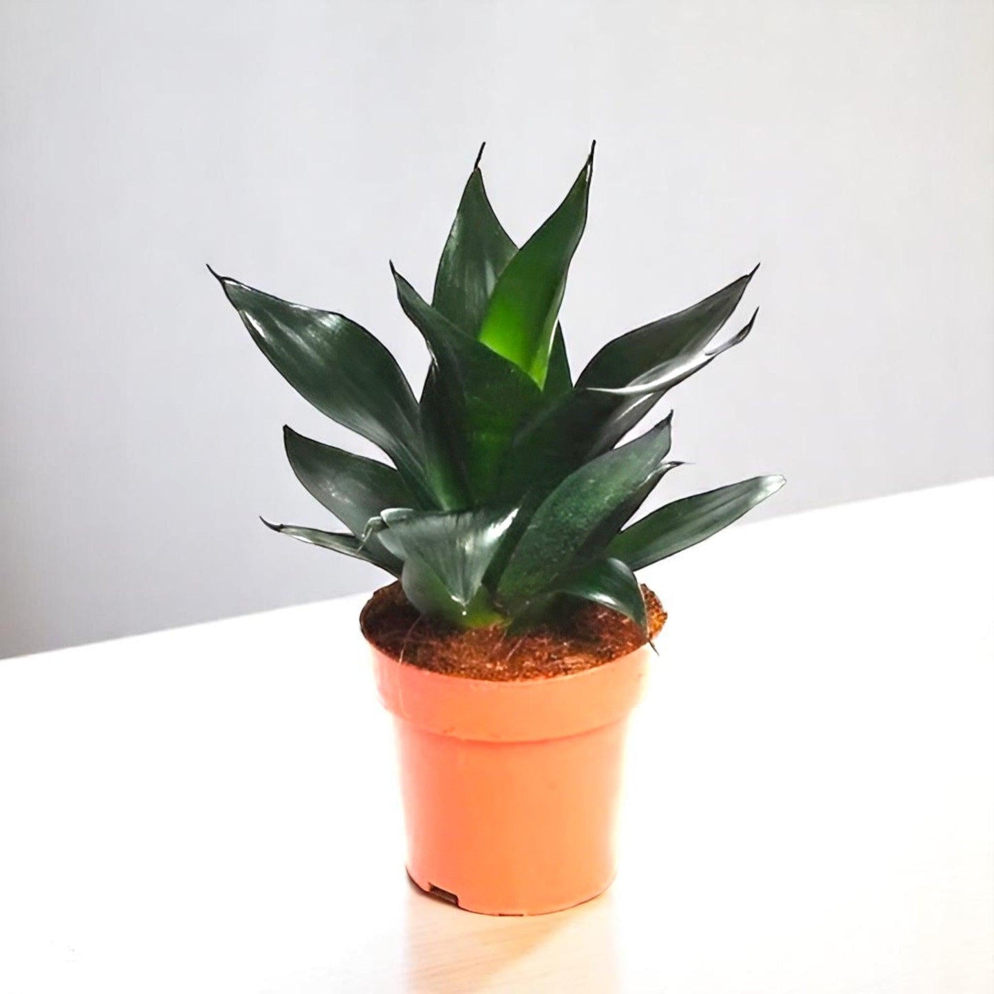 Sansevieria 'black Dragon' - View 14 from www redcrocus com