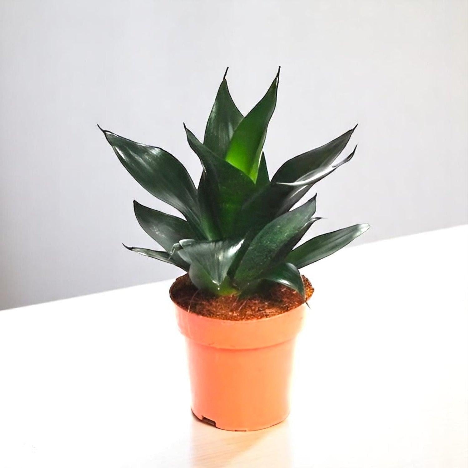 Sansevieria 'black Dragon' - View 16 from www redcrocus com
