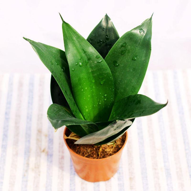 Sansevieria 'black Dragon' - View 18 from www redcrocus com