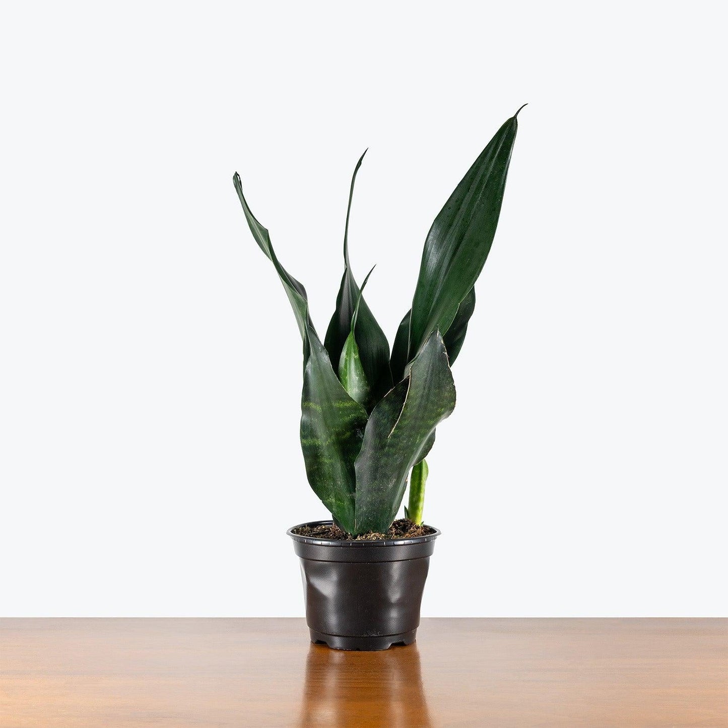 Sansevieria 'black Dragon' - View 1 from www redcrocus com