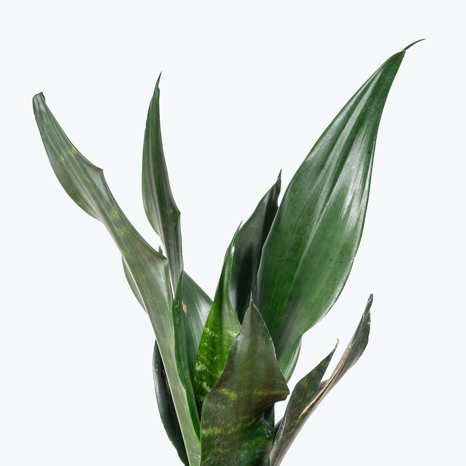 Sansevieria 'black Dragon' - View 21 from www redcrocus com