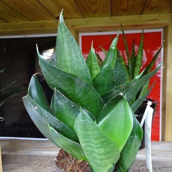 Sansevieria 'black Dragon' - View 22 from www redcrocus com