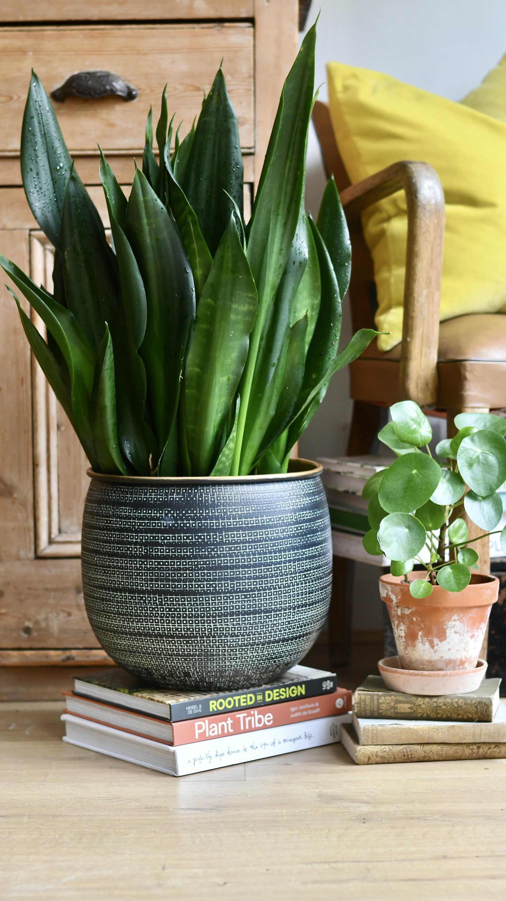 Sansevieria 'black Dragon' - View 23 from www redcrocus com