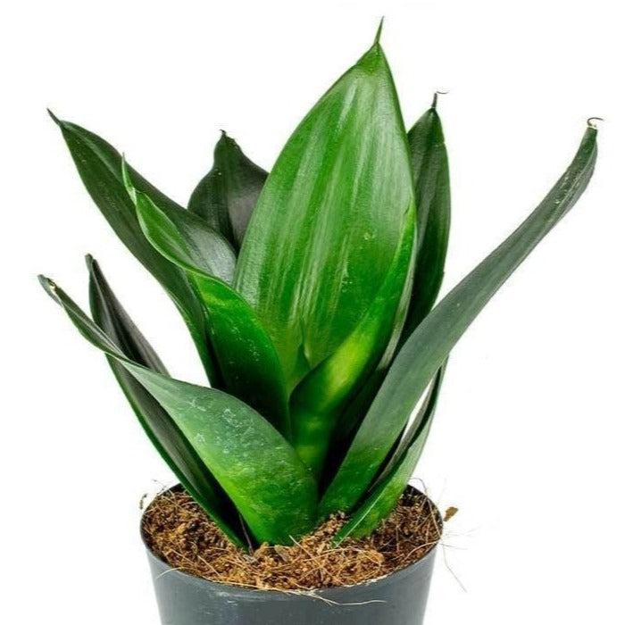 Sansevieria 'black Dragon' - View 24 from www redcrocus com