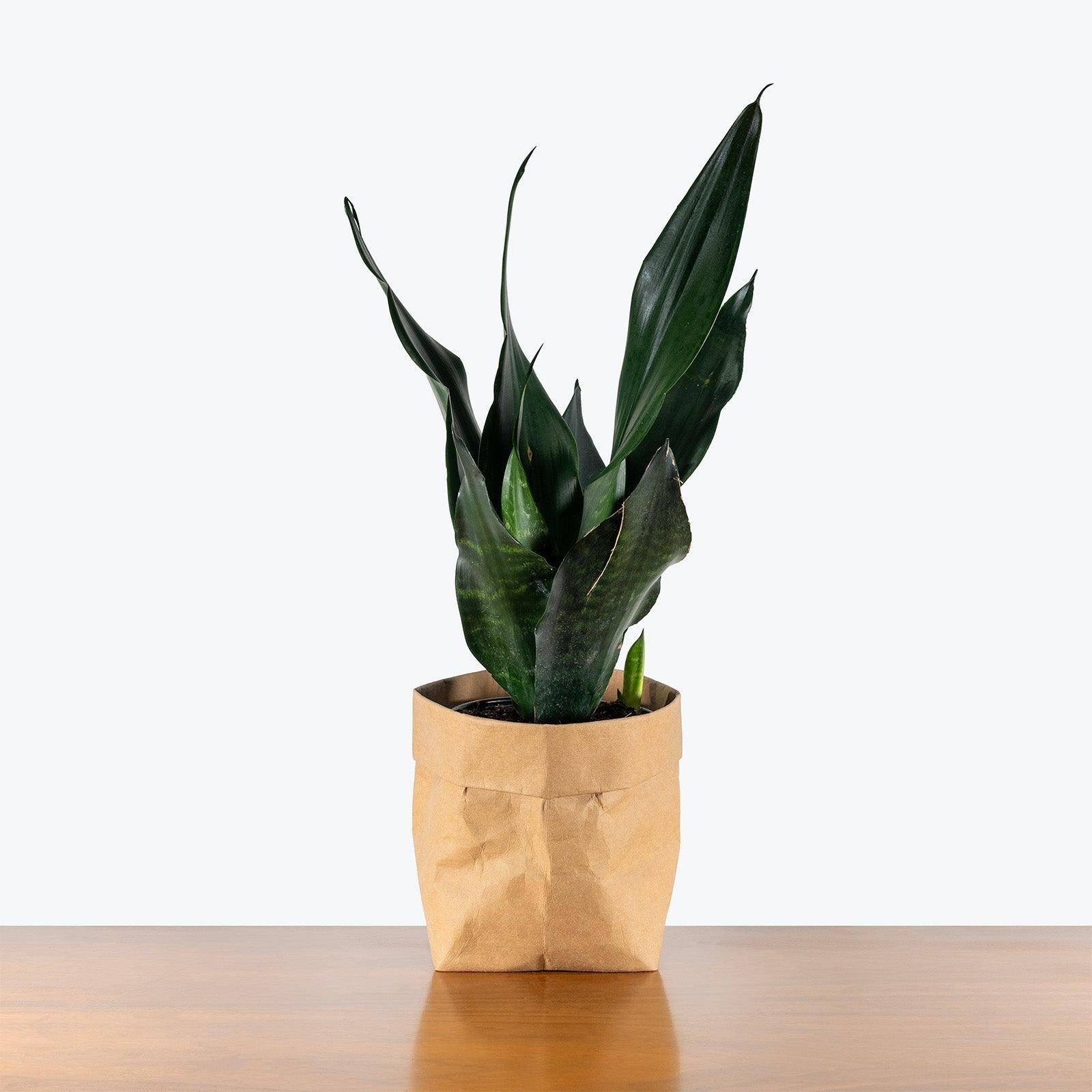 Sansevieria 'black Dragon' - View 2 from www redcrocus com